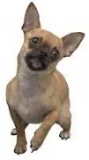 Chihuahua.jpg