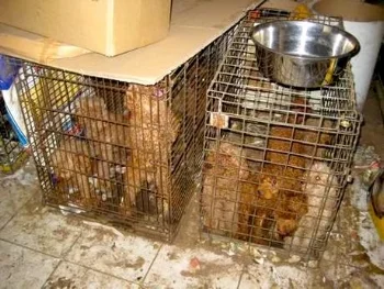 puppy mill.jpg