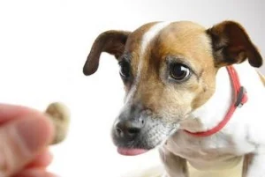 Dog Training Treat.jpg