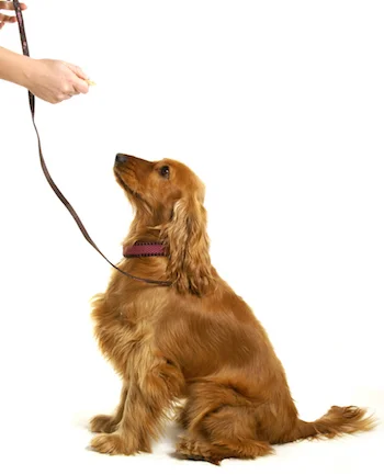 dog training.jpg