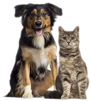 Can Dogs and Cats Get Along?