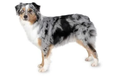 Australian Shepherd ADHD Hyperkinesis.jpg