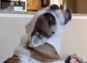 Seizures Fly Catching Syndrome Dogs Treatment Discount Dog Fly