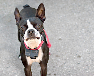 He's a good dog! The truth behind dogs in muzzles - Animal Humane Society