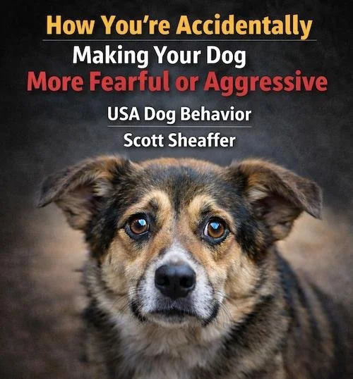 How You’re Accidentally Making Your Dog More Fearful or Aggressive