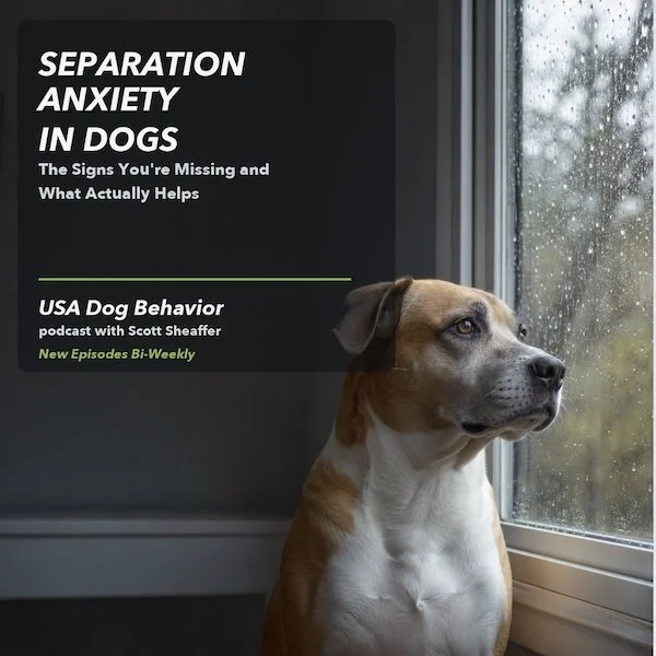Separation Anxiety in Dogs: The Signs You're Missing and What Actually Helps