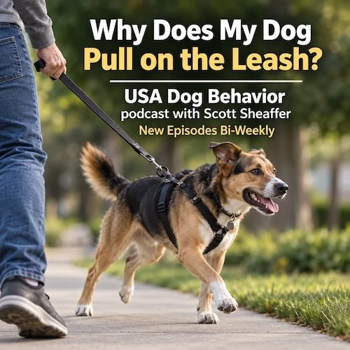 Why Does My Dog Pull on the Leash?