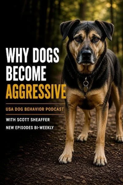 Small to medium mixed breed dog standing outdoors in a realistic natural setting with podcast cover text for “Why Dogs Become Aggressive.”