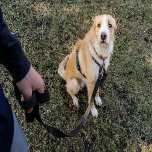 Close-up of a dog showing subtle stress signals such as ear position and body tension that are often missed by owners.