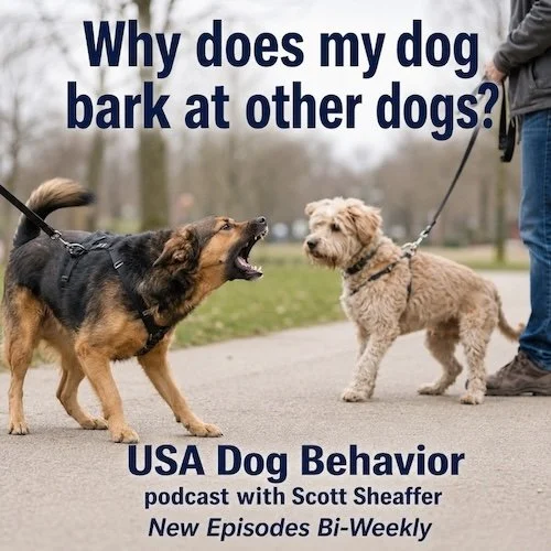 A mixed-breed dog on leash barking toward another mixed-breed dog during a neighborhood walk. The image illustrates a common example of leash reactivity and accompanies the USA Dog Behavior podcast episode, “Why Does My Dog Bark at Other Dogs?”