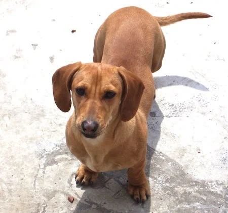 Mininature Dachshund