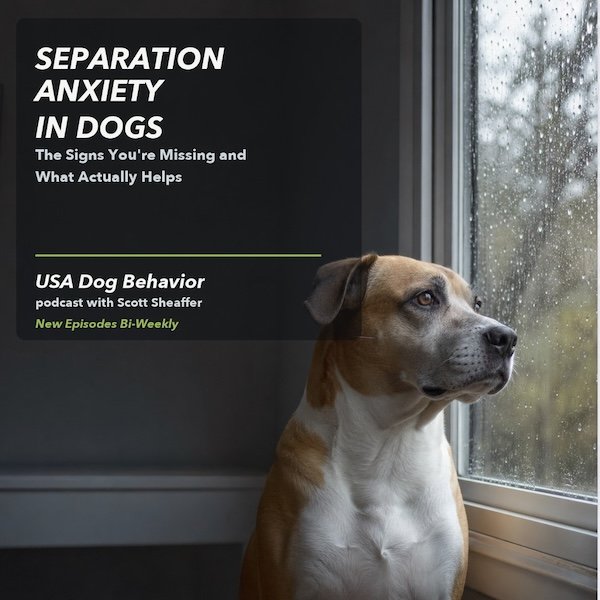 Tan-and-white mixed-breed dog looks through a rain-speckled window beside the Separation Anxiety in Dogs podcast title.