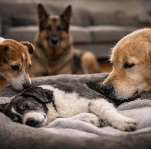 A family of dogs investigating a newly deceased dog from their family.