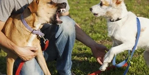 Dog on leash reacting intensely during a walk, showing tension and focus toward another dog or trigger.
