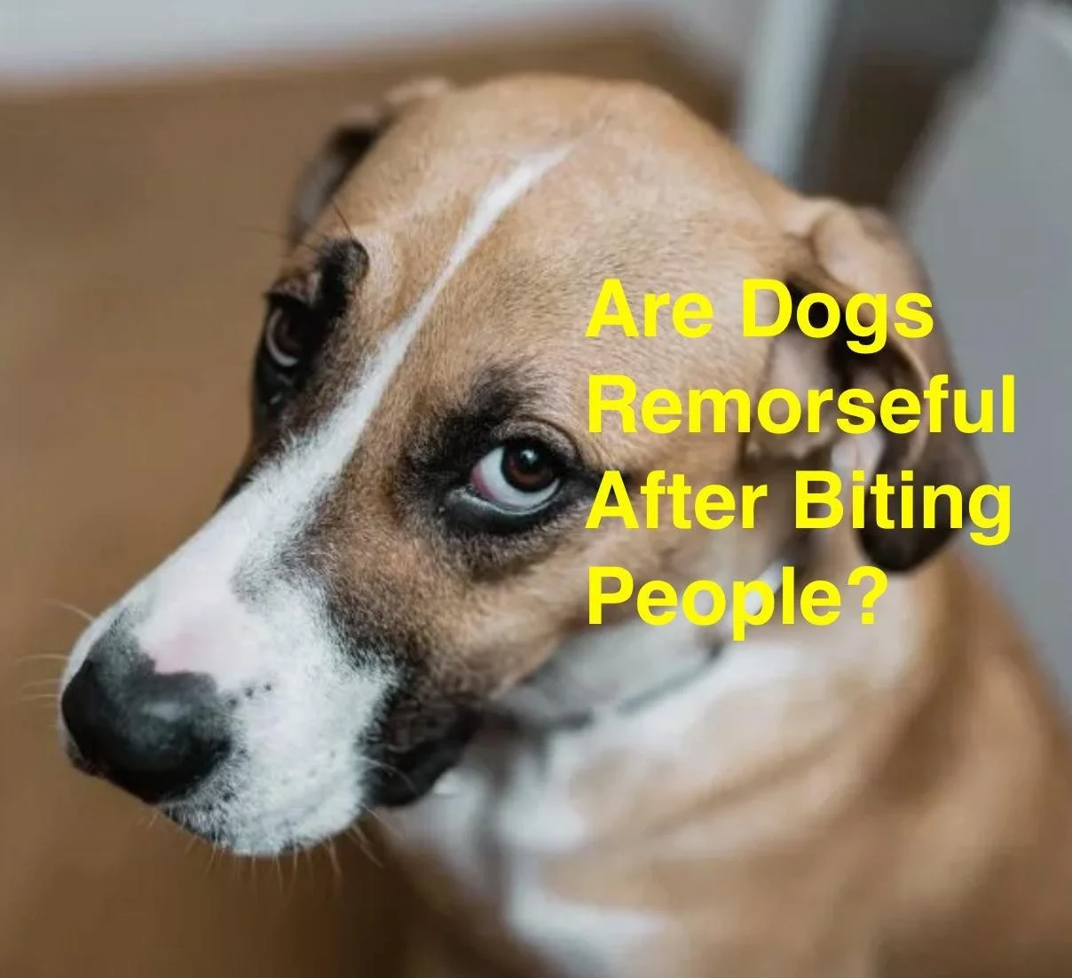 Watch Now for Free | Are Dogs Remorseful After Biting People?