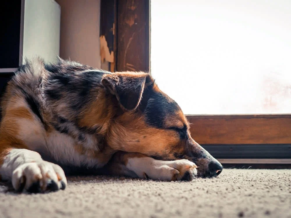 Dog sitting alone near a door or window, appearing anxious and waiting for its owner to return.