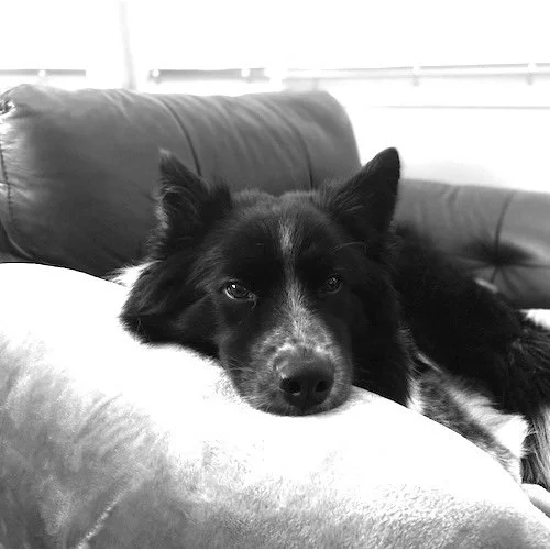 A realistic indoor image showing a calm dog in a quiet home environment, illustrating patience and emotional support during behavior work.