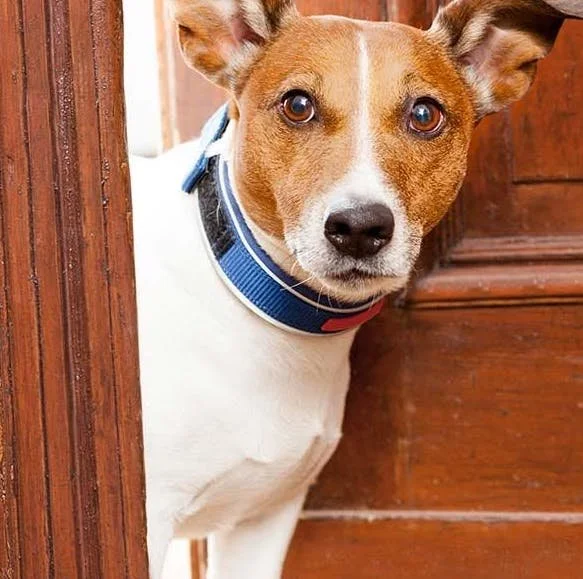 Ep. 36 Managing Your Dog's Territorial Aggression at the Front Door