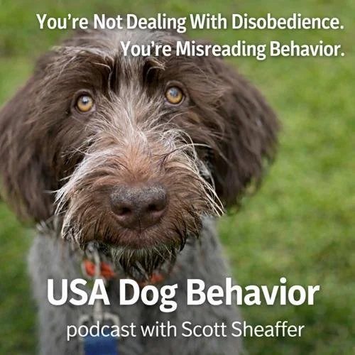 Dog behaviorist working with a focused owner and alert dog on leash, highlighting observation and behavioral interpretation in a real-world setting.
