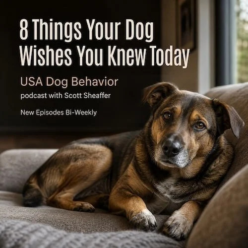 A realistic brown-and-black mixed-breed dog rests comfortably on a neutral couch in warm natural light and looks softly toward the camera. Text reads, “8 Things Your Dog Wishes You Knew Today.”