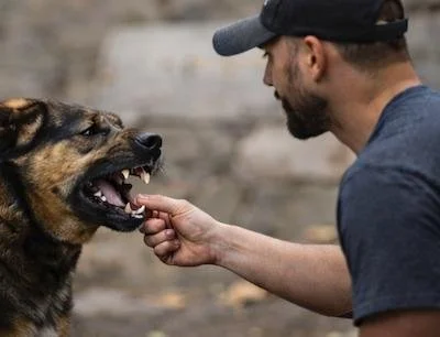 Man interacting with a defensive dog showing teeth while on leash outdoors.