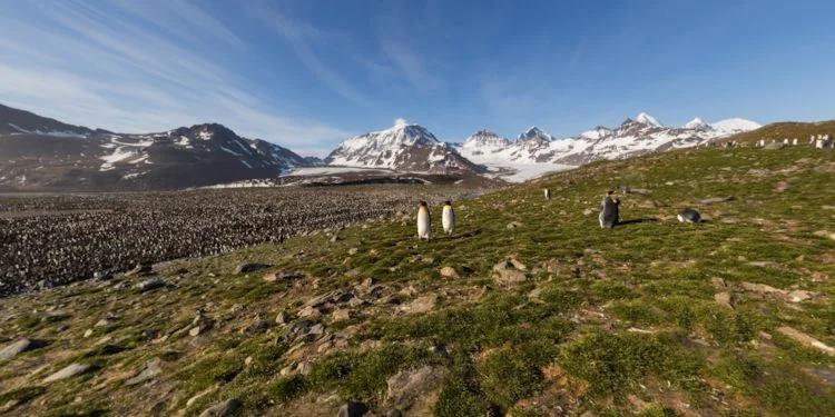 Overlooking the King Penguin Rookery