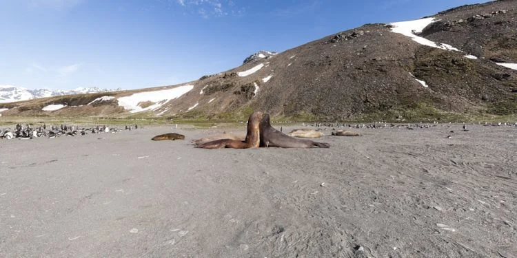 Seals fighting on the beach