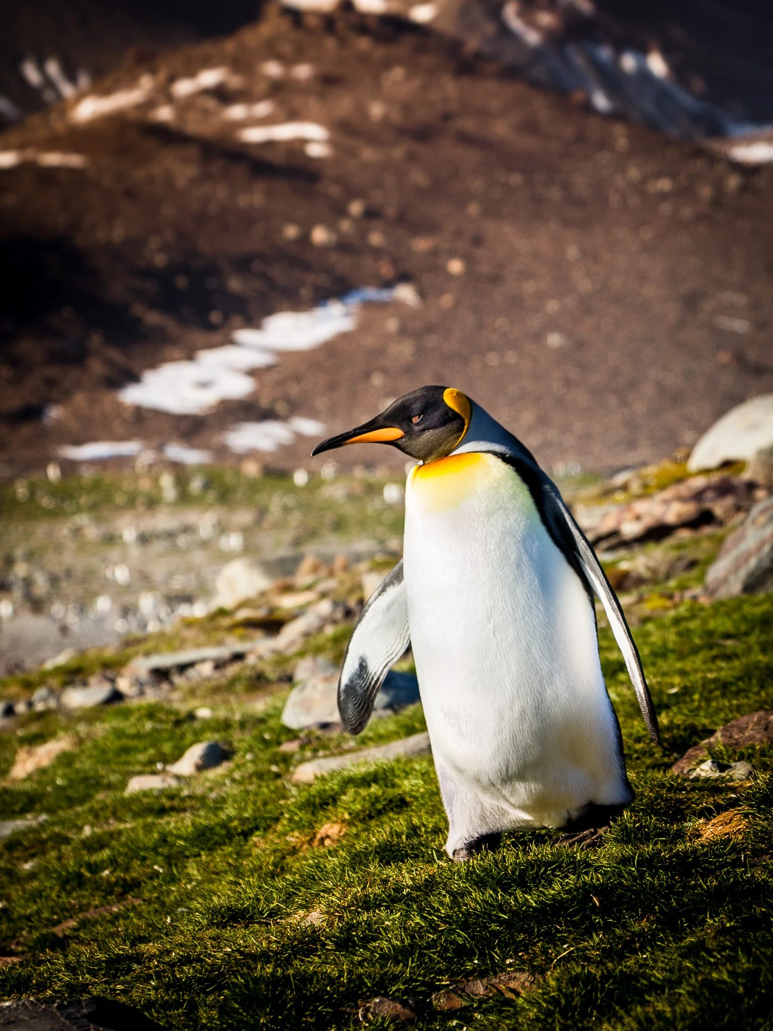 King Penguin - St. Andrews - Kelly Redhead