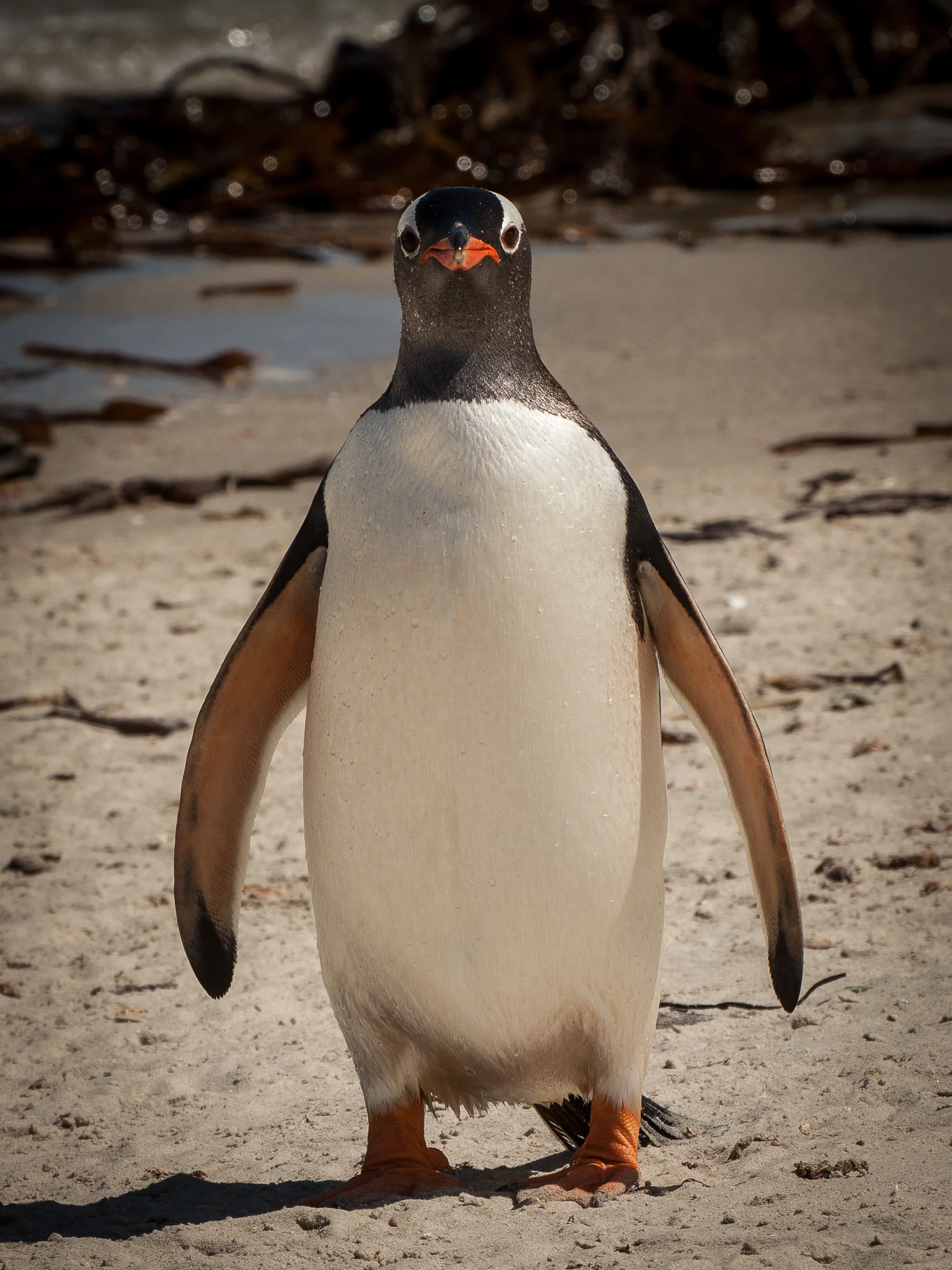 Gentoo Penguin - Grave Cove - Kelly Redhead