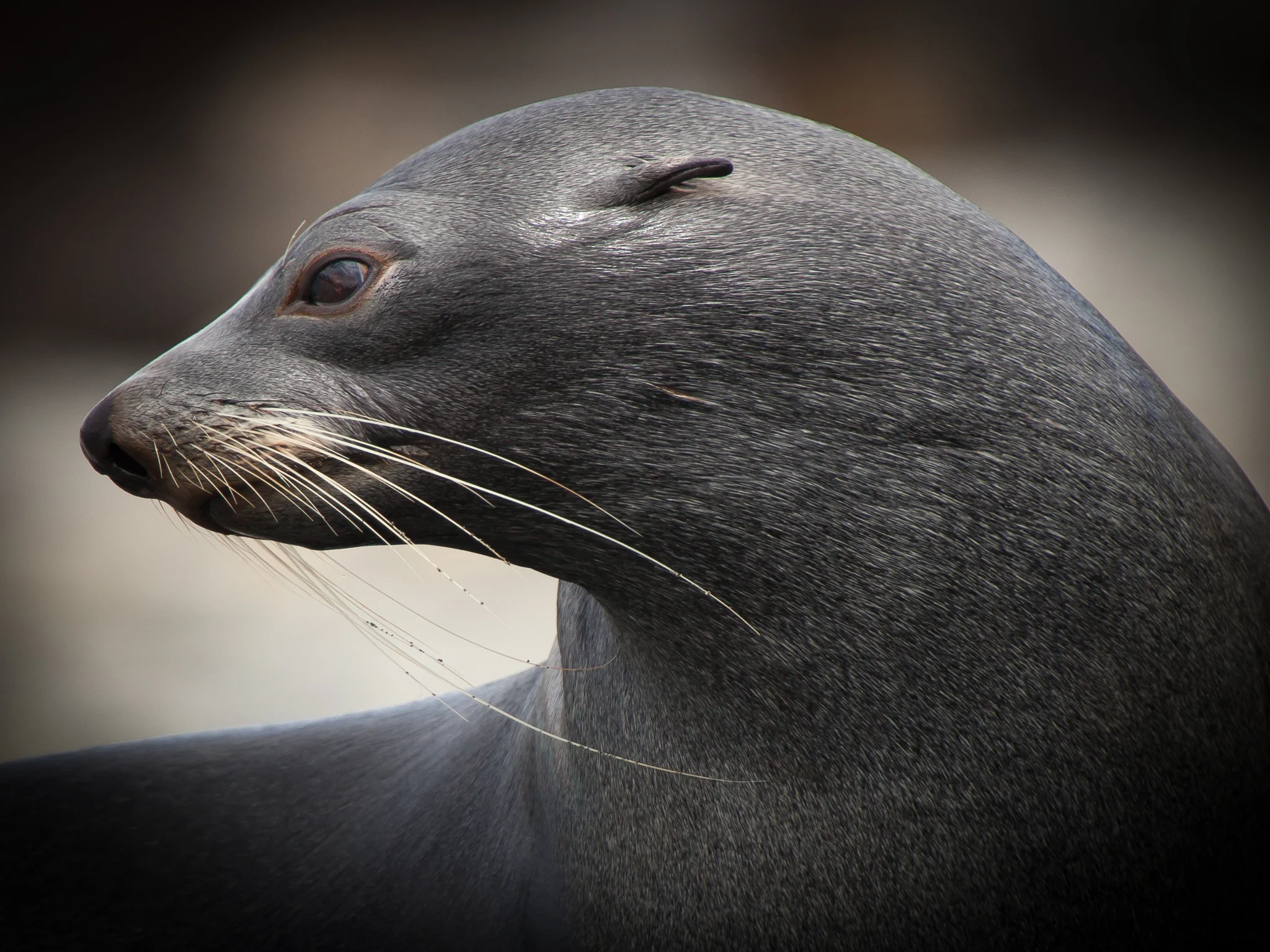 Fur Seal - Whistler Cove - Kelly Redhead