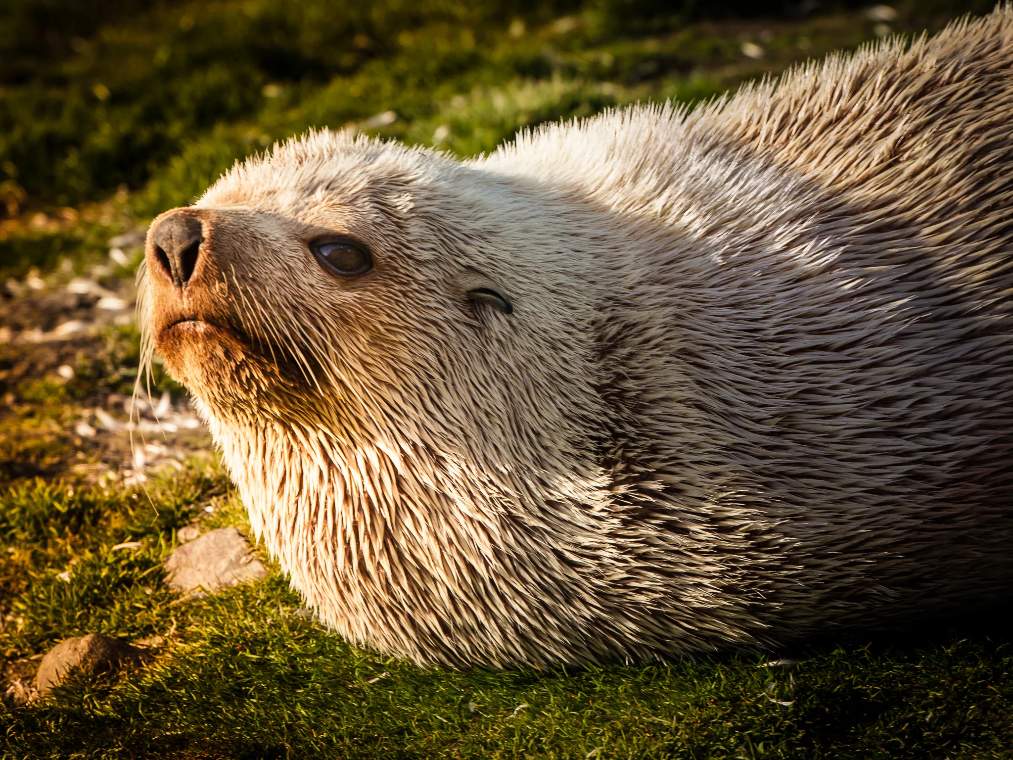 Fur Seal - St. Andrews - Kelly Redhead