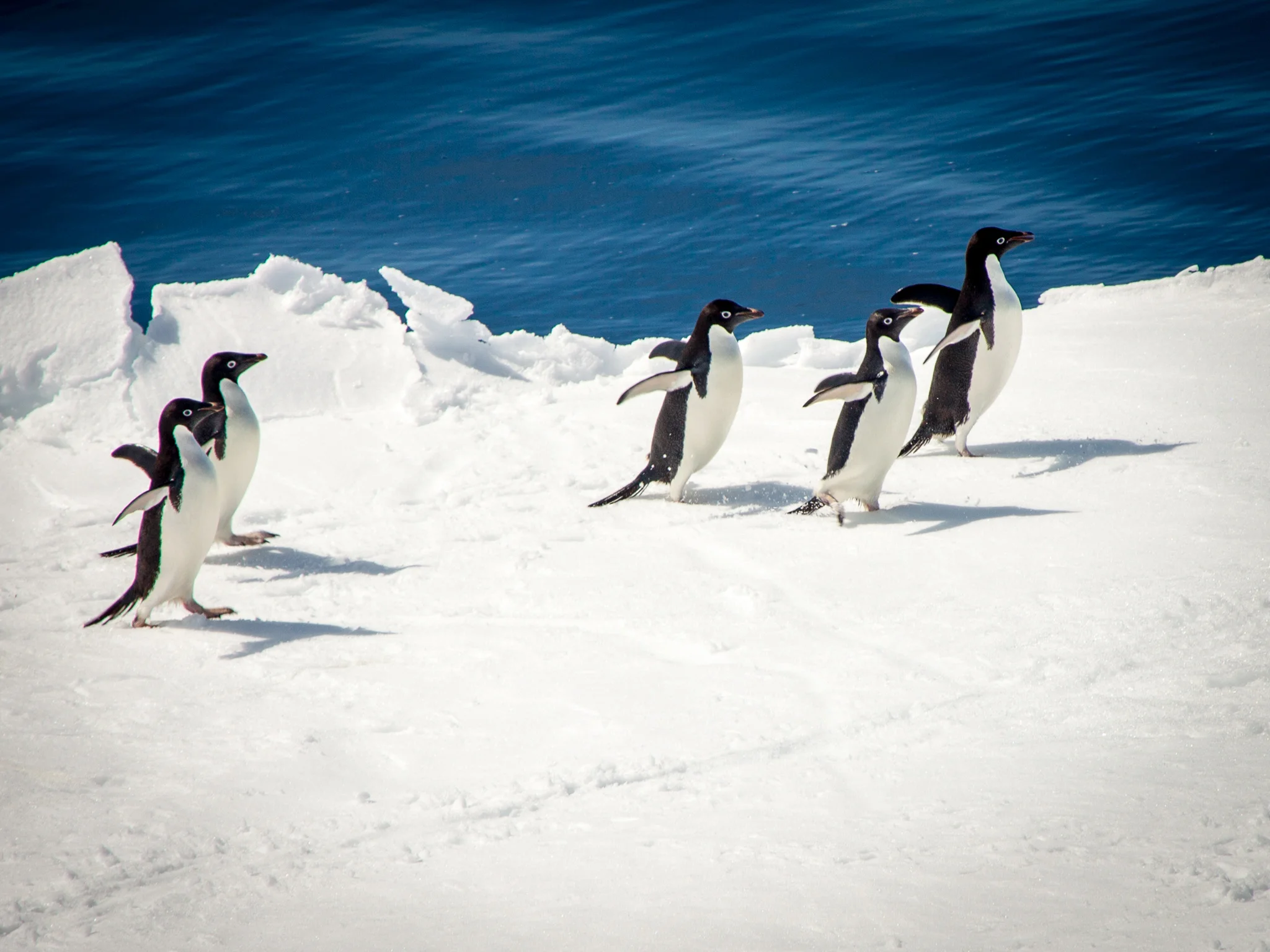 Penguins on ice floe - Weddell Sea - Kelly Redhead