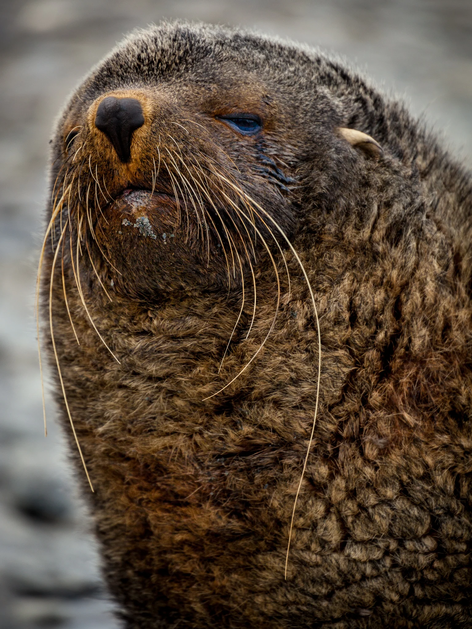 Fur Seal - Whistler Cove - Kelly Redhead