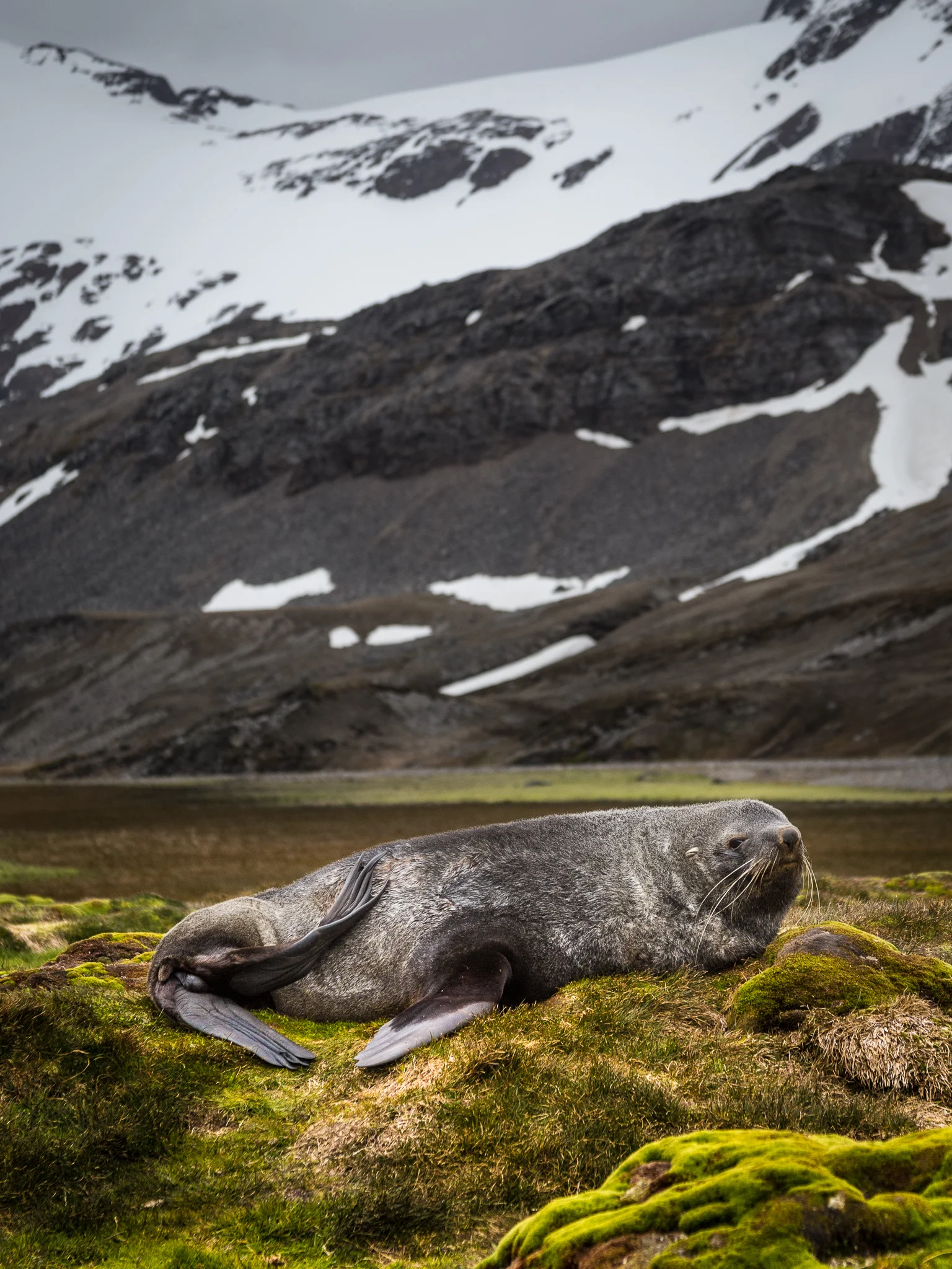 Fur Seal - Shackleton Walk - Kelly Redhead