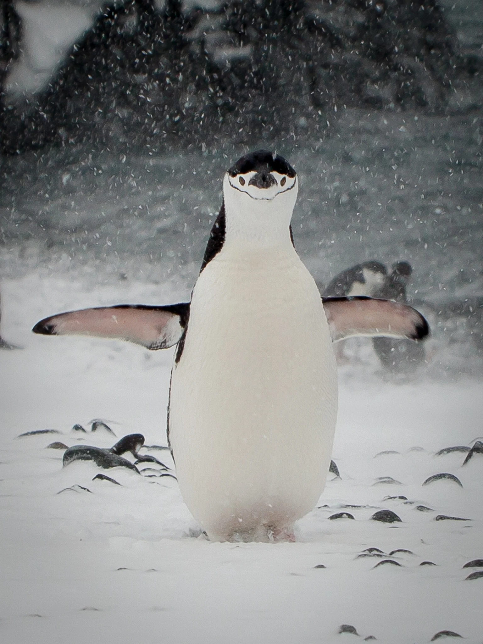 Chinstrap Penguin - Half Moon - Kelly Redhead