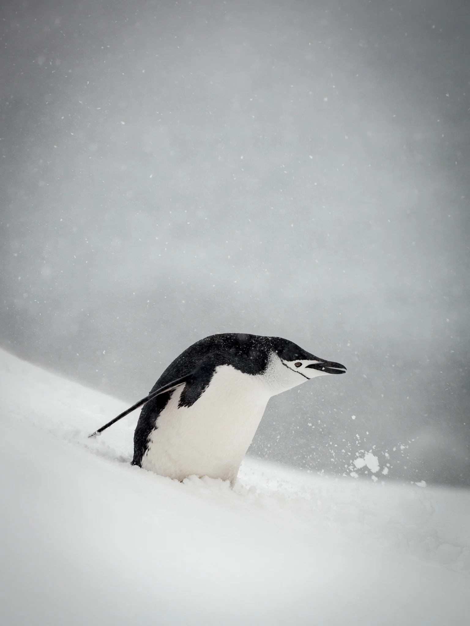 Chinstrap Penguin - Half Moon - Kelly Redhead