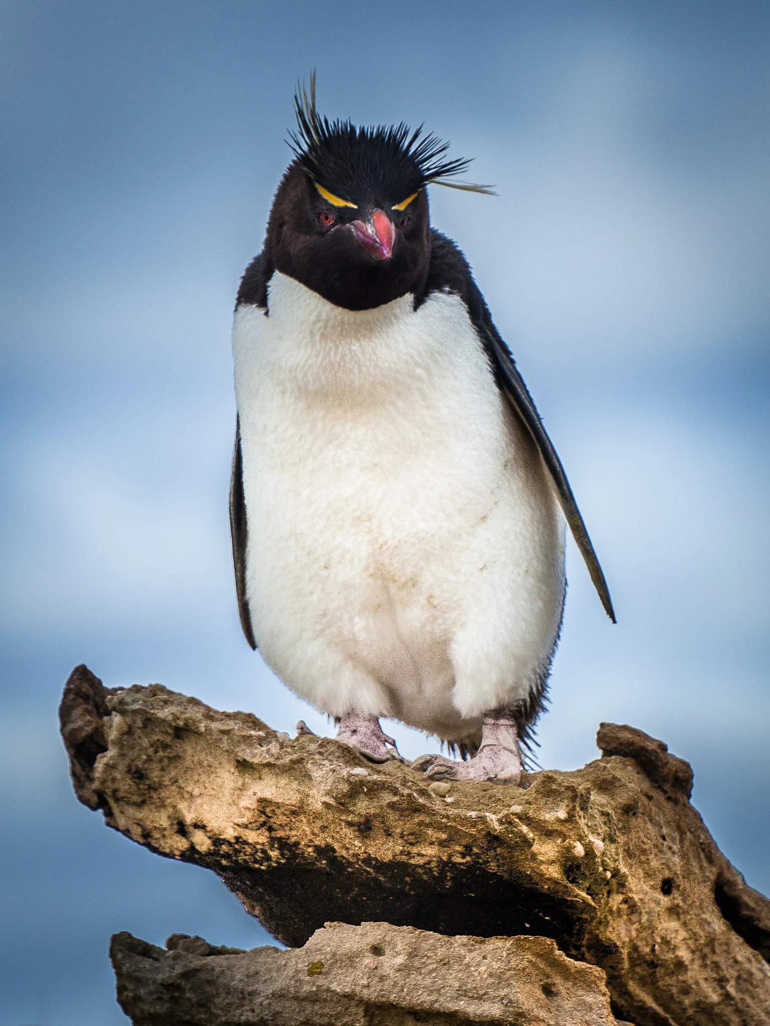 Rockhopper Penguin - New island - Kelly Redhead