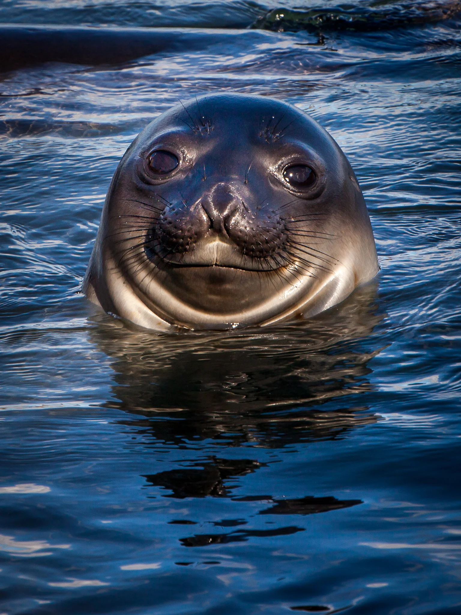 Sea Lion - South Georgia - Kelly Redhead