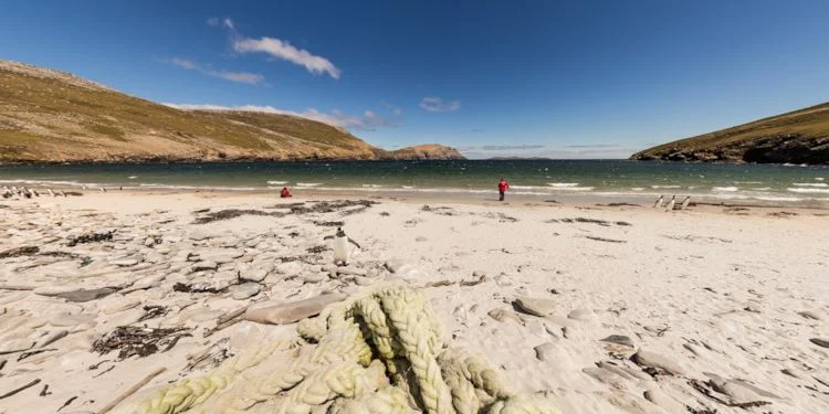 Rookery at Penguin Point