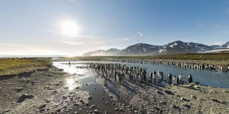 Penguins at the river