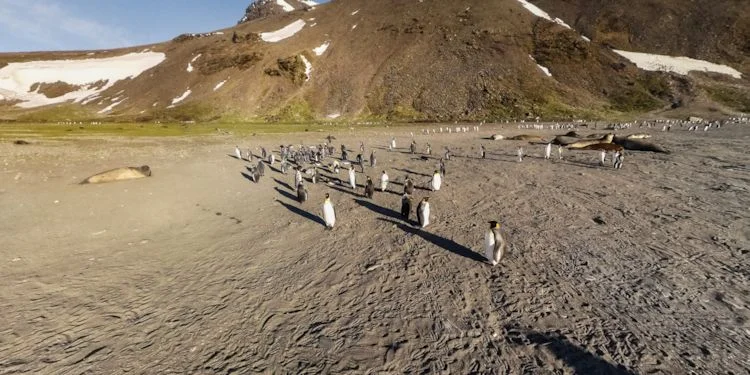 Penguins at the landing zone