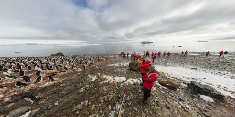 Close up to the large Rookery