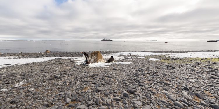 Small roost with 3 penguins