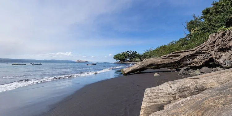 Tana Island - Under the Fallen Tree