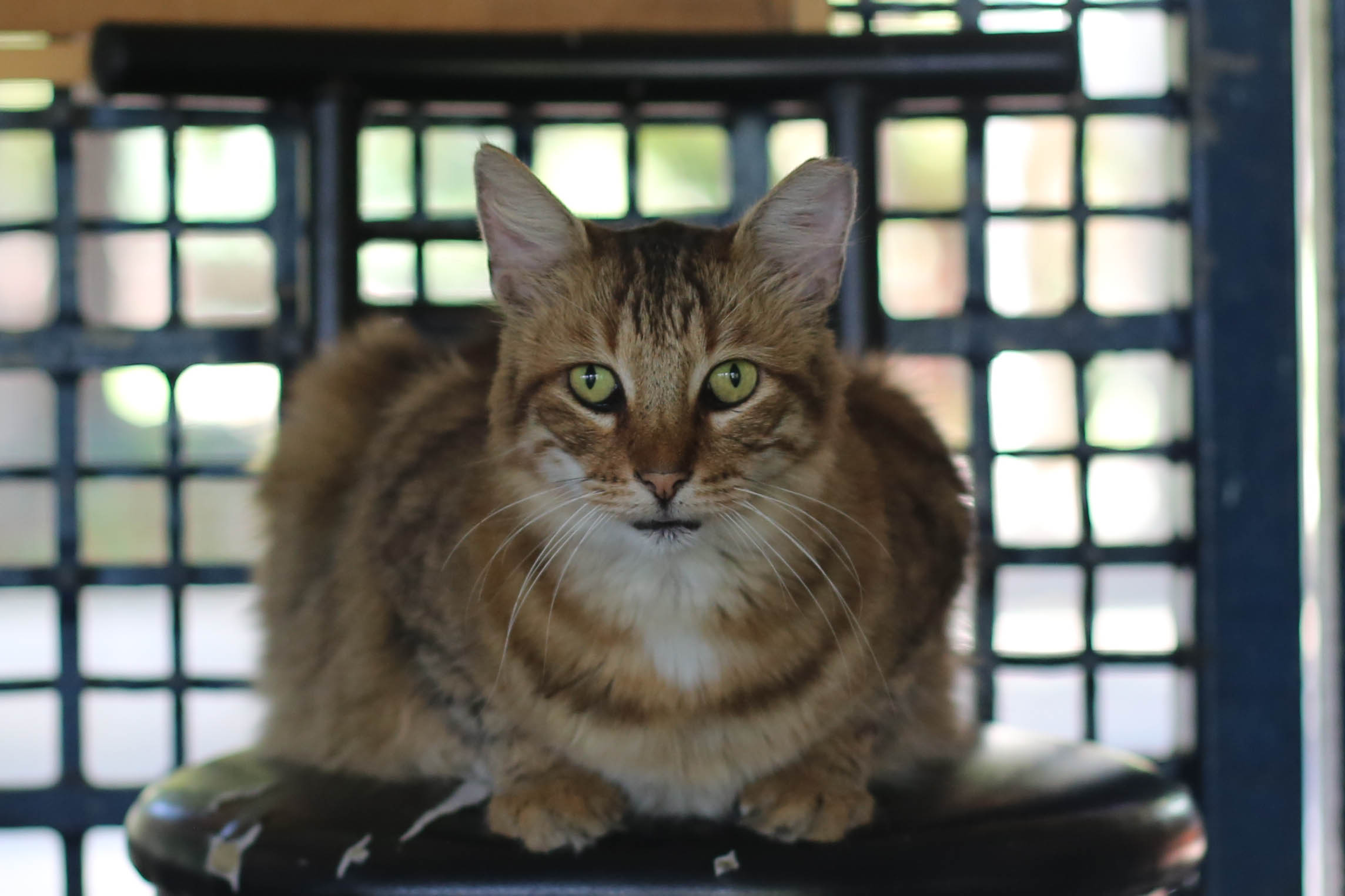 seriously what a beautiful cat.