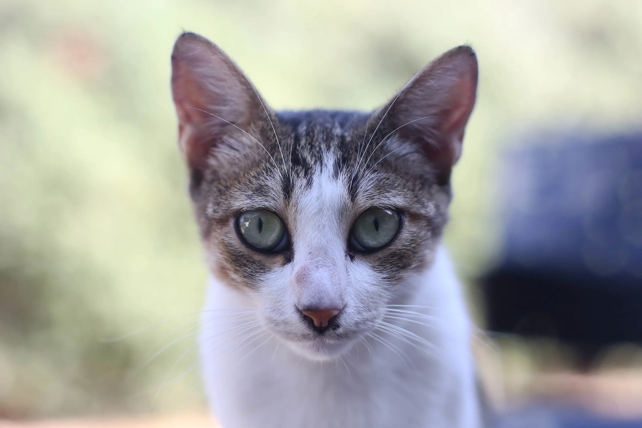 the next day we found ourselves in Tel Aviv for a show. I found another cat.