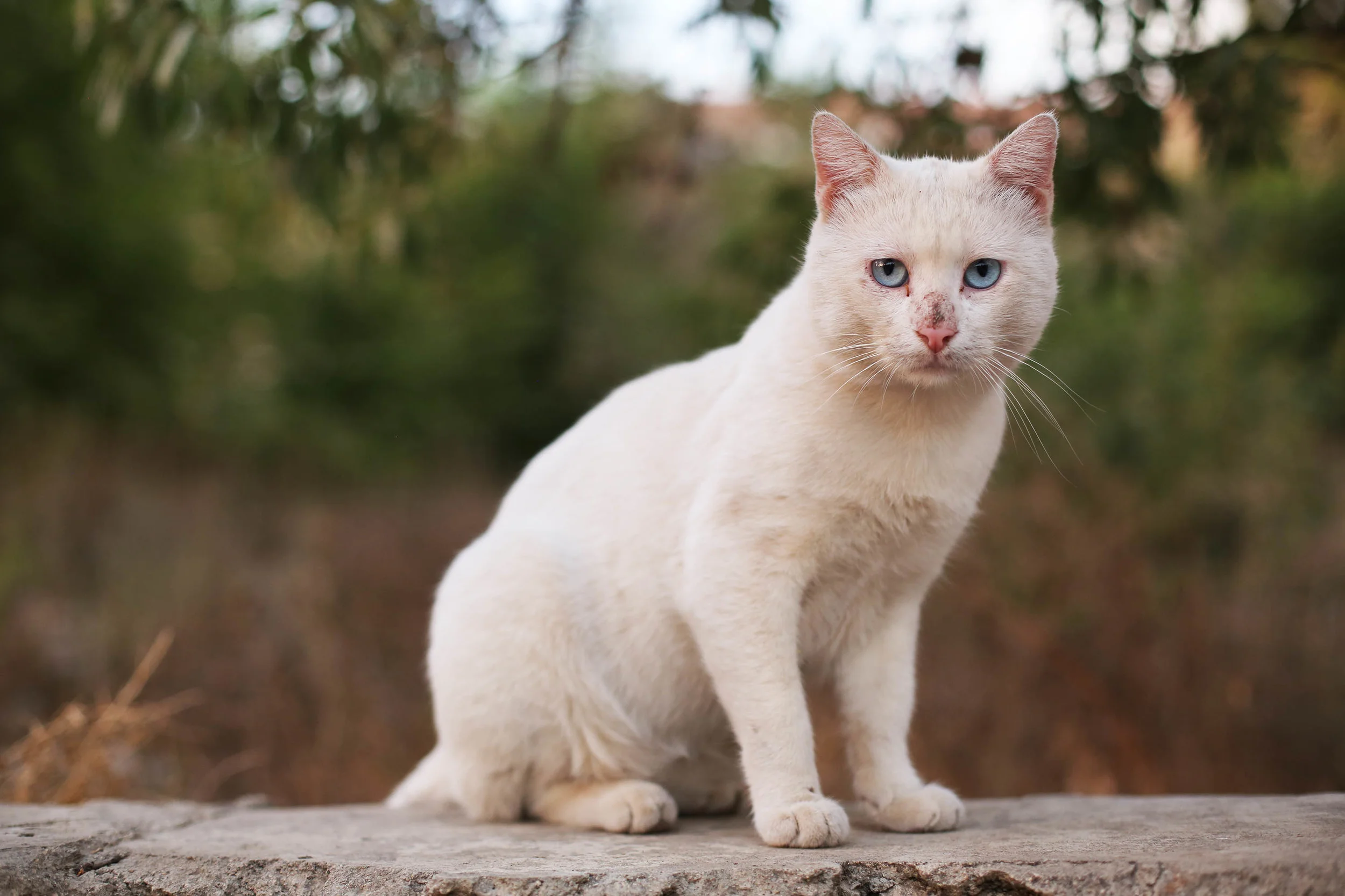 This ferrel beast was resting on a stone wall outside of the restaurant. 
