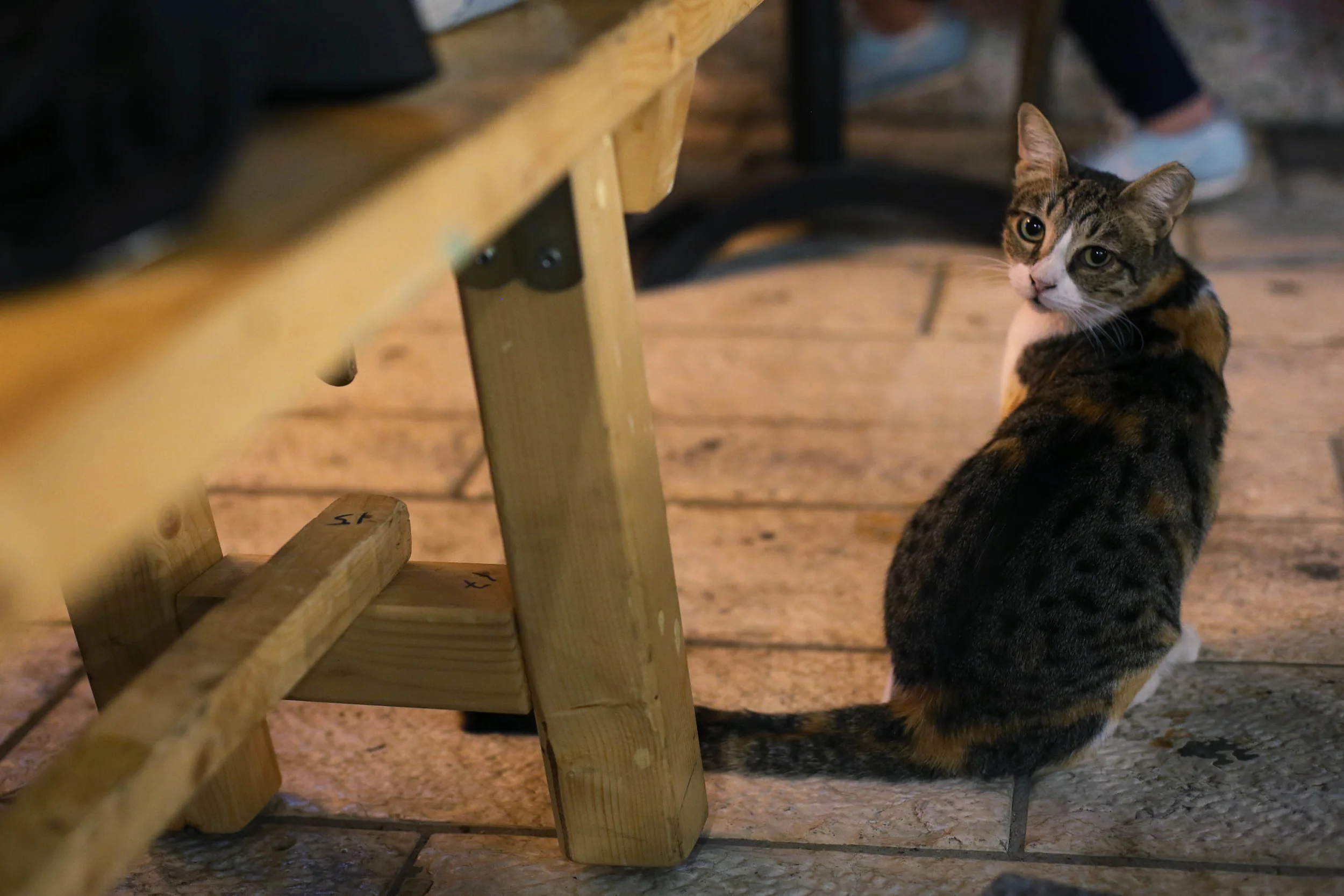 This cat also joined our table.