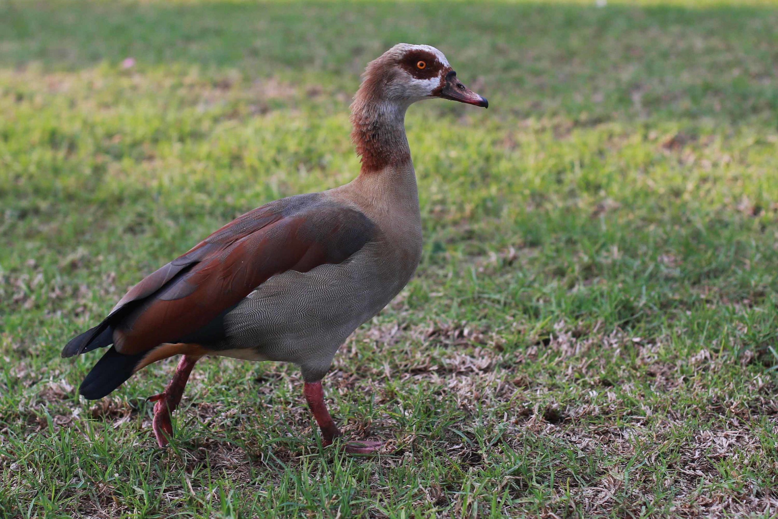 Look at this Duck Mom! So pretty.