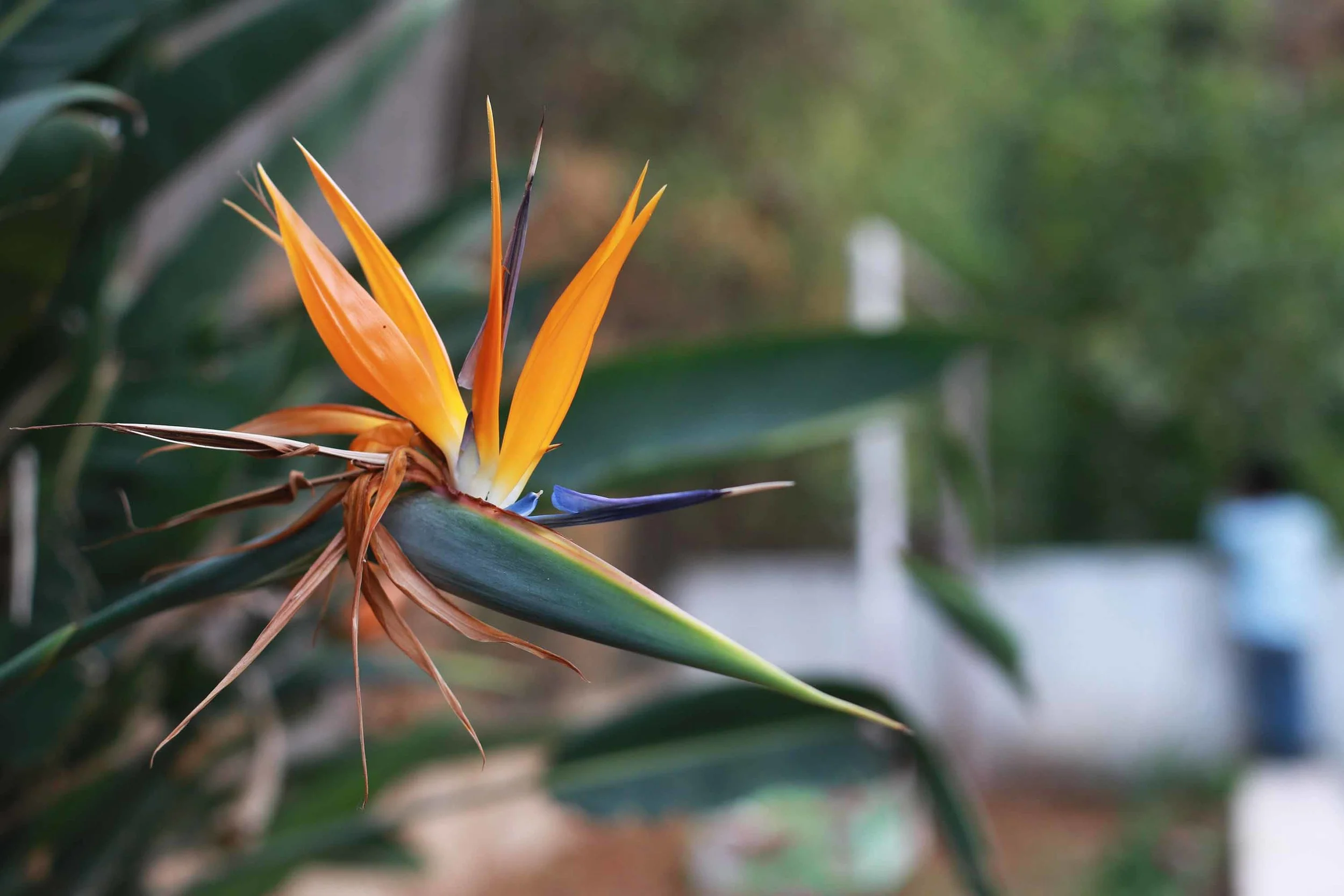 bird of paradise plant
